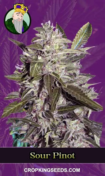 sour-pinot-autoflowering-image