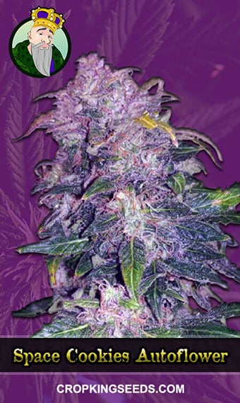 space-cookies-autoflowering-image