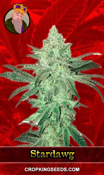 stardawg-feminized-image