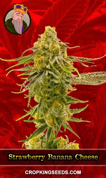 strawberry-banana-cheese-feminized-image