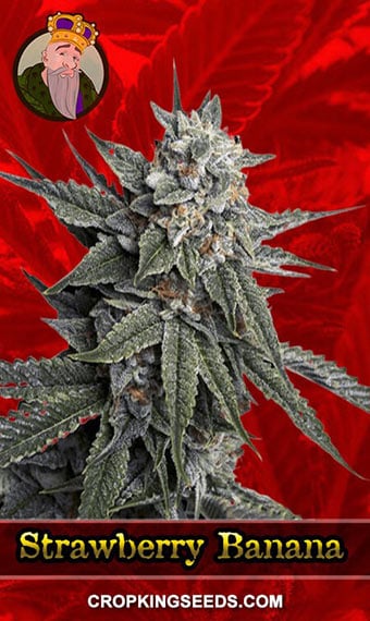 strawberry-banana-feminized-image