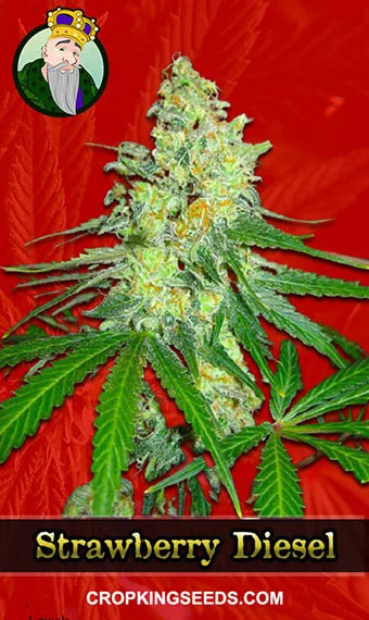 strawberry-diesel-feminized-image