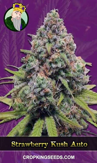 strawberry-kush-autoflowering-image