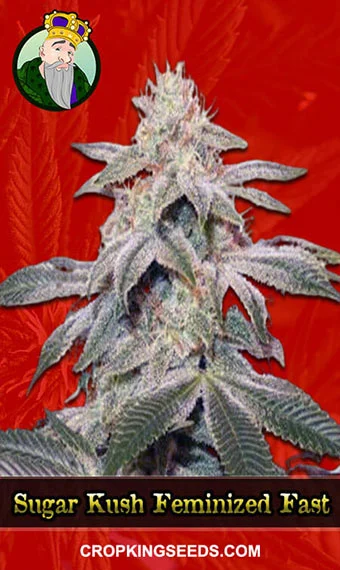 sugar-kush-feminized-fast-version-image