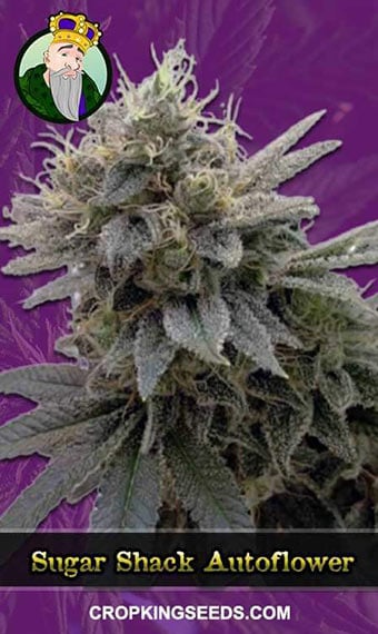 sugar-shack-autoflowering-image