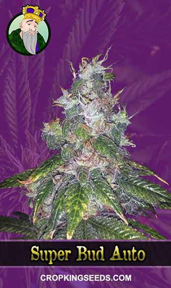 super-bud-autoflowering-image