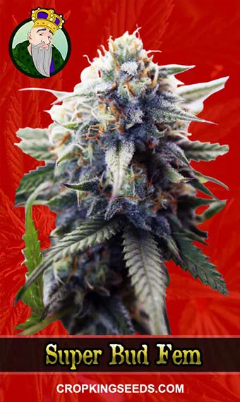 super-bud-feminized-image