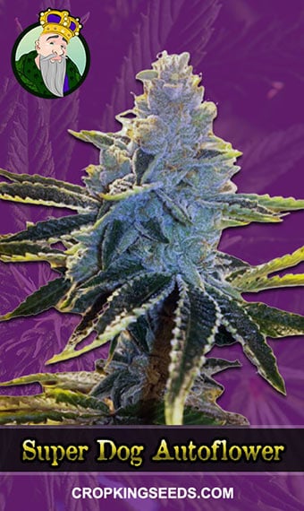 super-dog-autoflowering-image