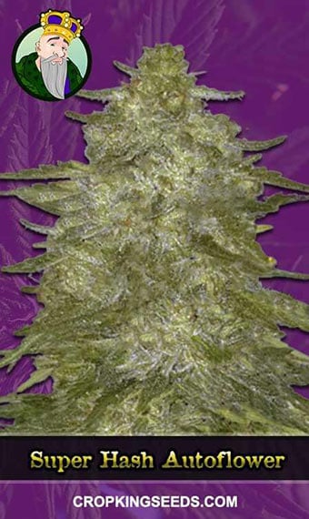 super-hash-autoflowering-image