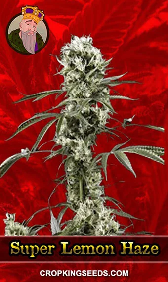 super-lemon-haze-feminized-image