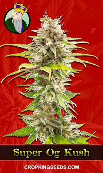 super-og-kush-feminized-image