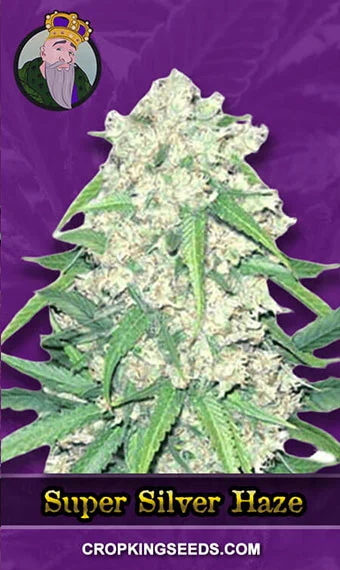 super-silver-haze-autoflowering-image