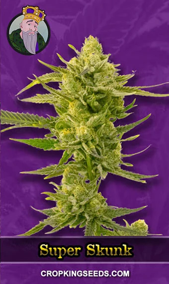 super-skunk-autoflower-image