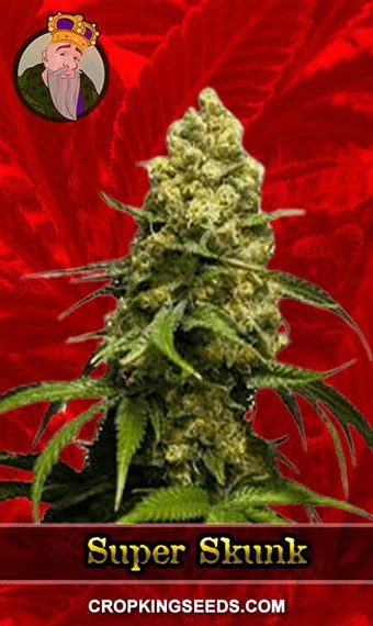 super-skunk-feminized-image