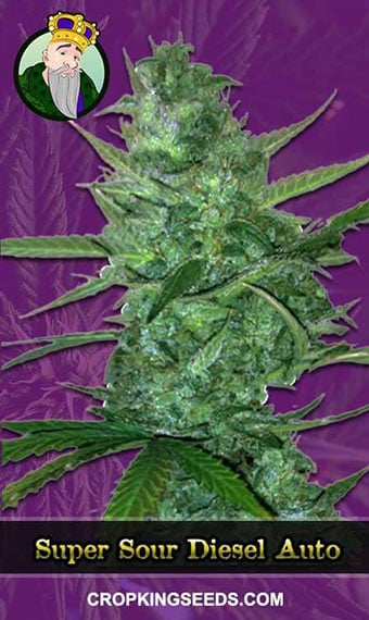 super-sour-diesel-autoflowering-image