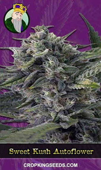 sweet-kush-autoflowering-image