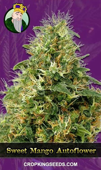 sweet-mango-autoflowering-image