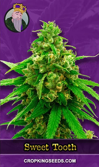 sweet-tooth-autoflower-image