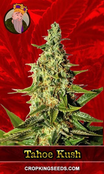 tahoe-kush-feminized-image