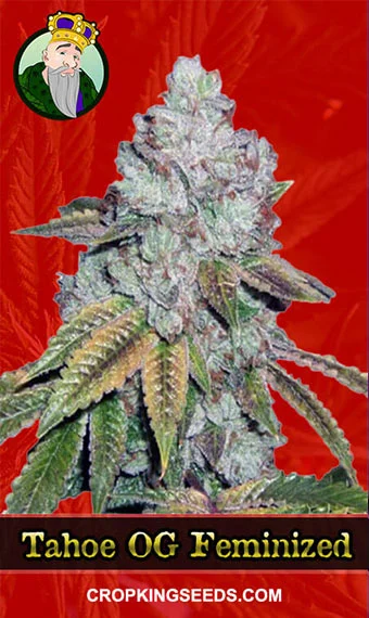 tahoe-og-feminized-image