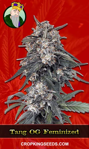 tang-og-feminized-image