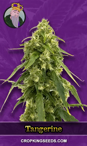 tangerine-autoflowering-image