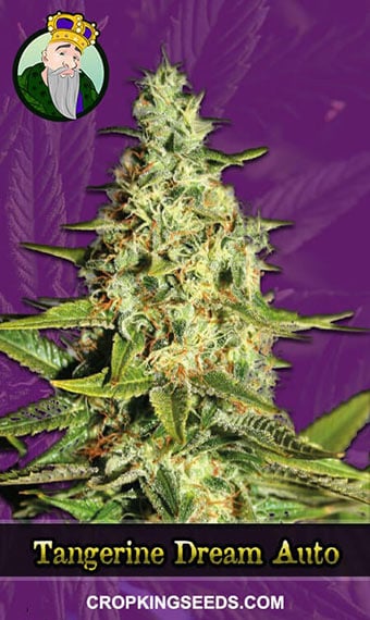 tangerine-dream-autoflowering-image