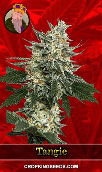 tangie-feminized-image