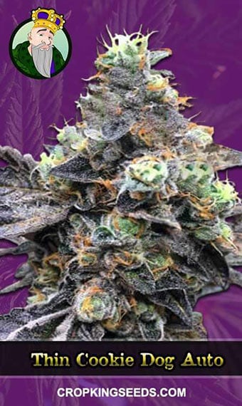 thin-cookie-dog-autoflowering-image