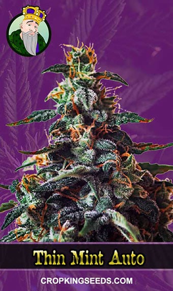 thin-mint-autoflowering-image