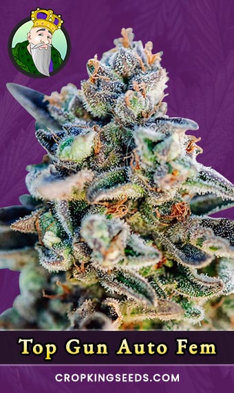 top-gun-autoflowering-feminized-image