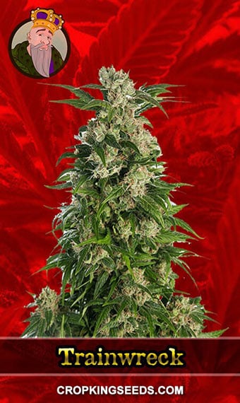 trainwreck-feminized-image