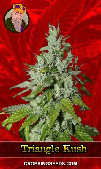 triangle-kush-feminized-image