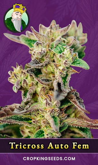 tricross-autoflowering-feminized-image