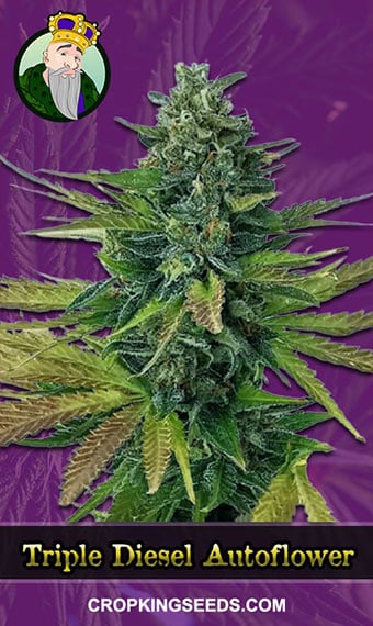 triple-diesel-autoflowering-image