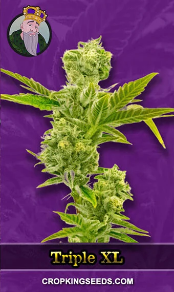 triple-xl-autoflowering-image