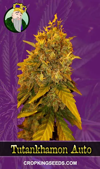 tutankhamon-autoflowering-image