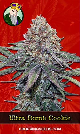 ultra-bomb-cookie-feminized-image