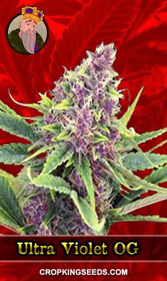 ultra-violet-og-feminized-image