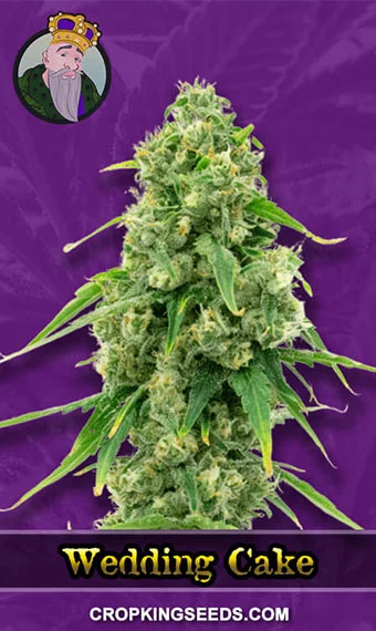 wedding-cake-autoflowering-image