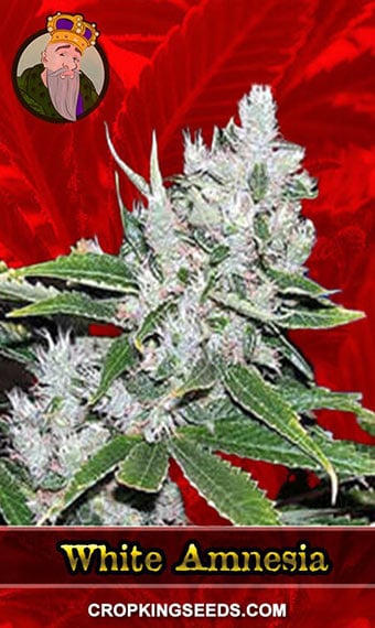 white-amnesia-feminized-image