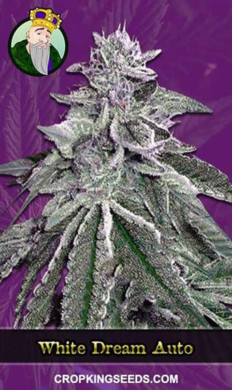 white-dream-autoflowering-image