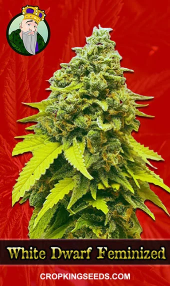 white-dwarf-feminized-image