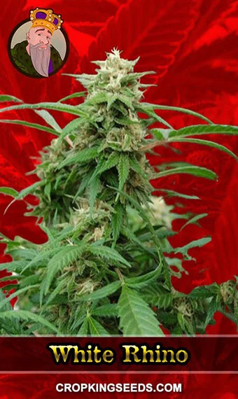 white-rhino-feminized-image