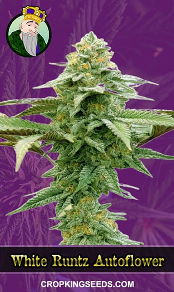 white-runtz-autoflowering-image