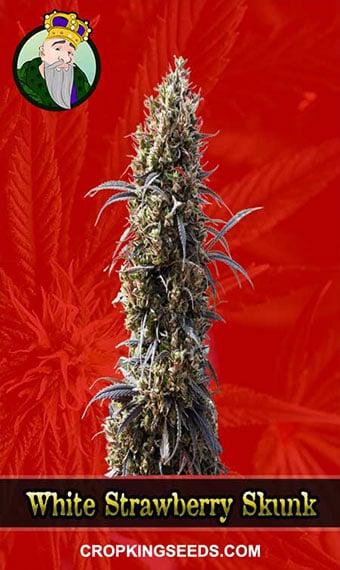 white-strawberry-skunk-feminized-image