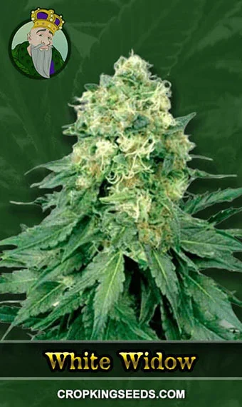 white-widow-regular-image