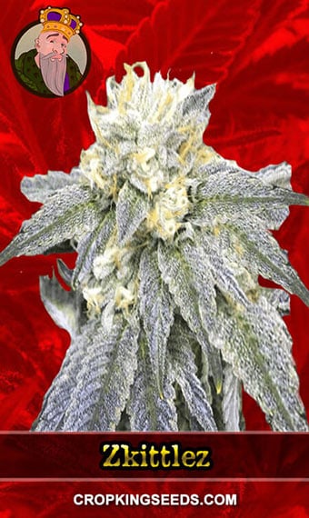 zkittlez-feminized-image