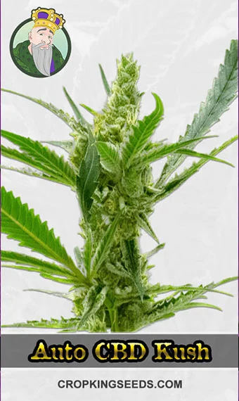 autoflower-cbd-kush-image