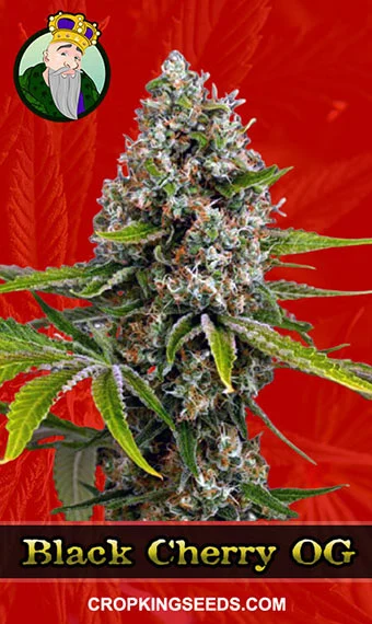 black-cherry-og-feminized-image